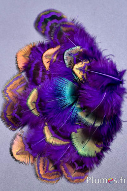 Pavone blu - 3-8 cm - bruno-verde viola